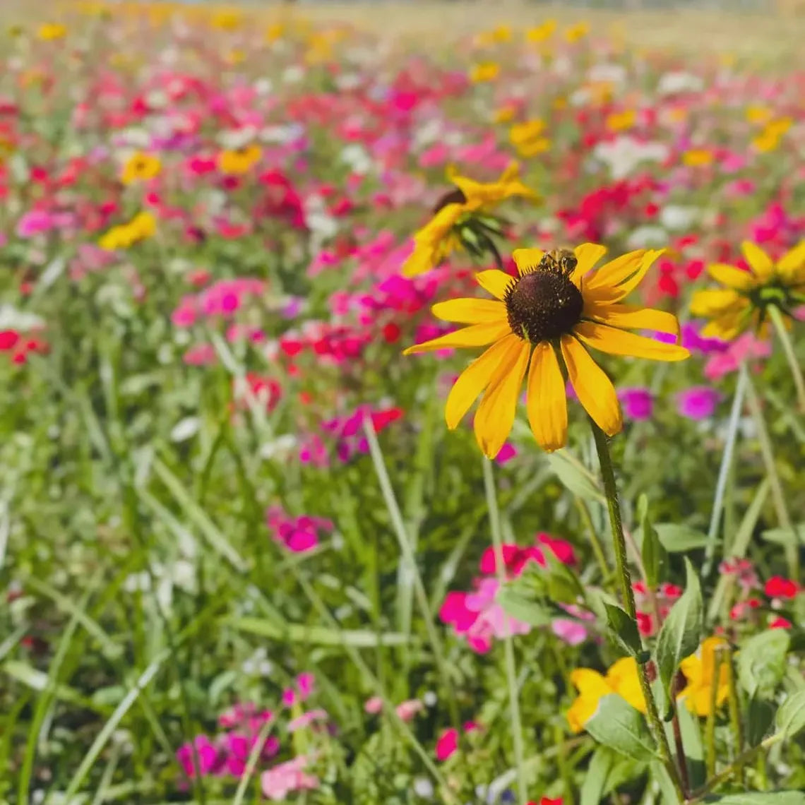 Thanks a Bunch Seed Packets – 25 Pack | Sunflower or Wildflower Seeds - Michaela's Outdoors