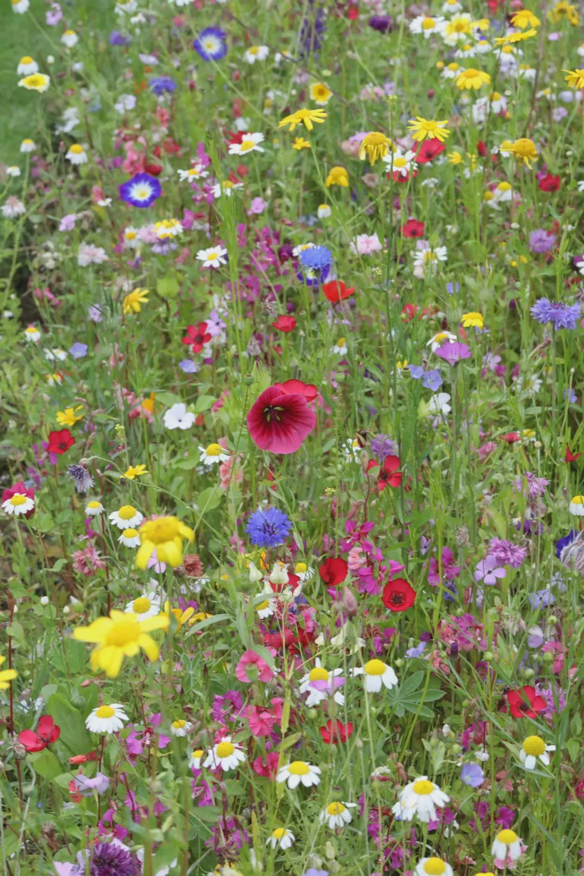 Seeds of Gratitude 25 Pack • Thank You Seed Packets • Wildflower Seed Favors - Michaela's Outdoors