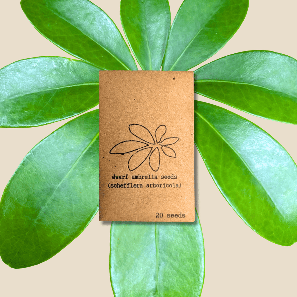 Schefflera Arboricola 'Dwarf Umbrella Plant' Seeds - Michaela's Outdoors