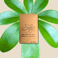 Schefflera Arboricola 'Dwarf Umbrella Plant' Seeds - Michaela's Outdoors