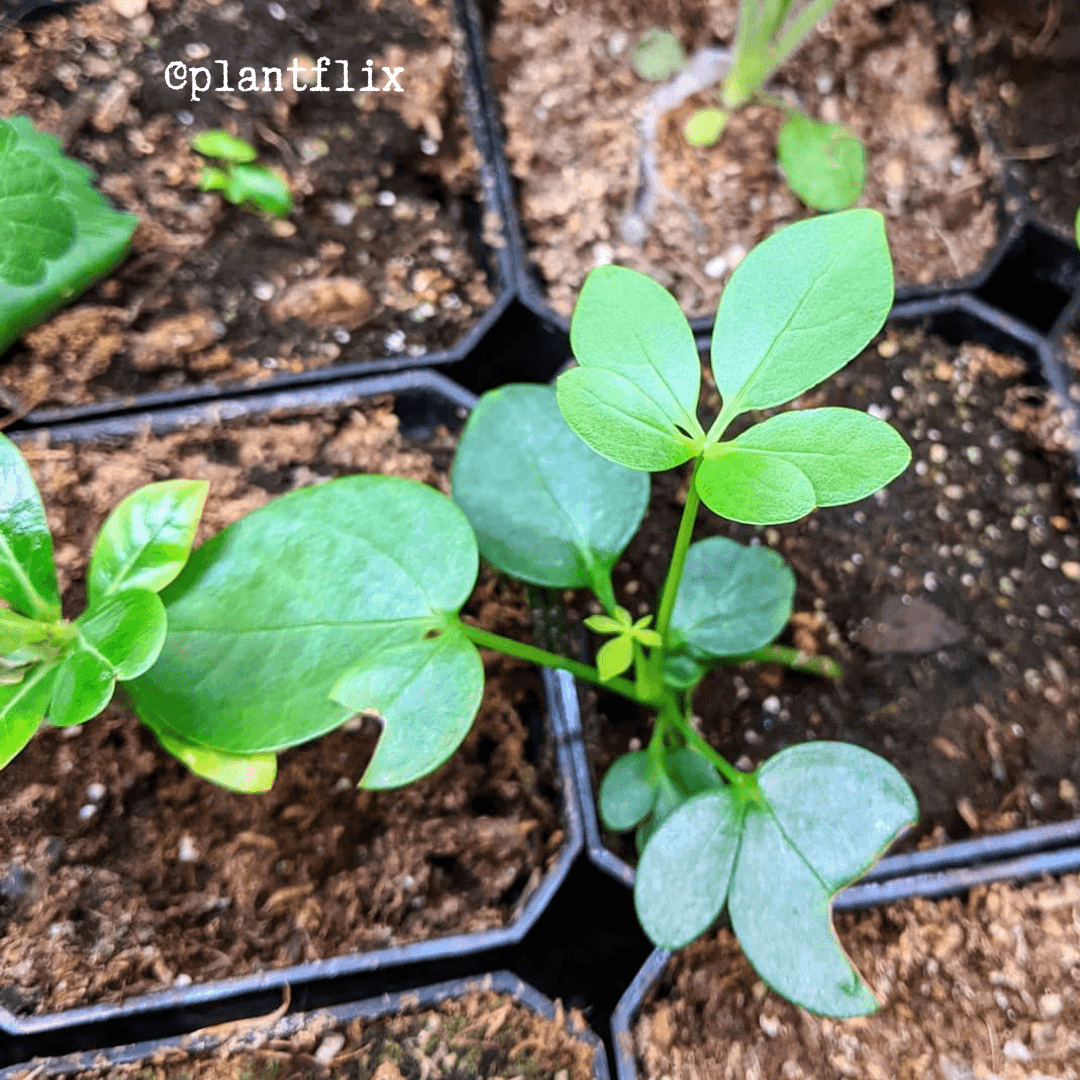 Schefflera Arboricola 'Dwarf Umbrella Plant' Seeds - Michaela's Outdoors