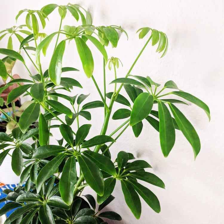 Schefflera Arboricola 'Dwarf Umbrella Plant' Seeds - Michaela's Outdoors