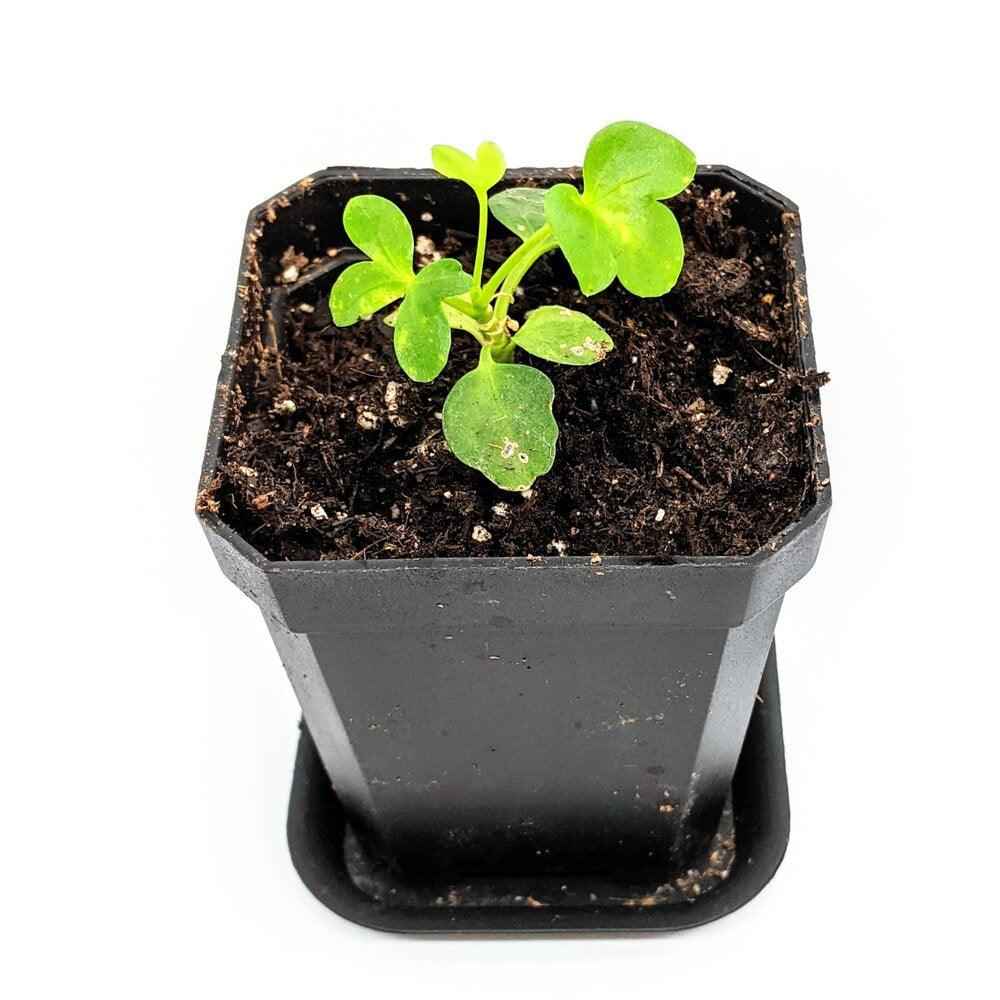 Schefflera Arboricola 'Dwarf Umbrella Plant' Seeds - Michaela's Outdoors