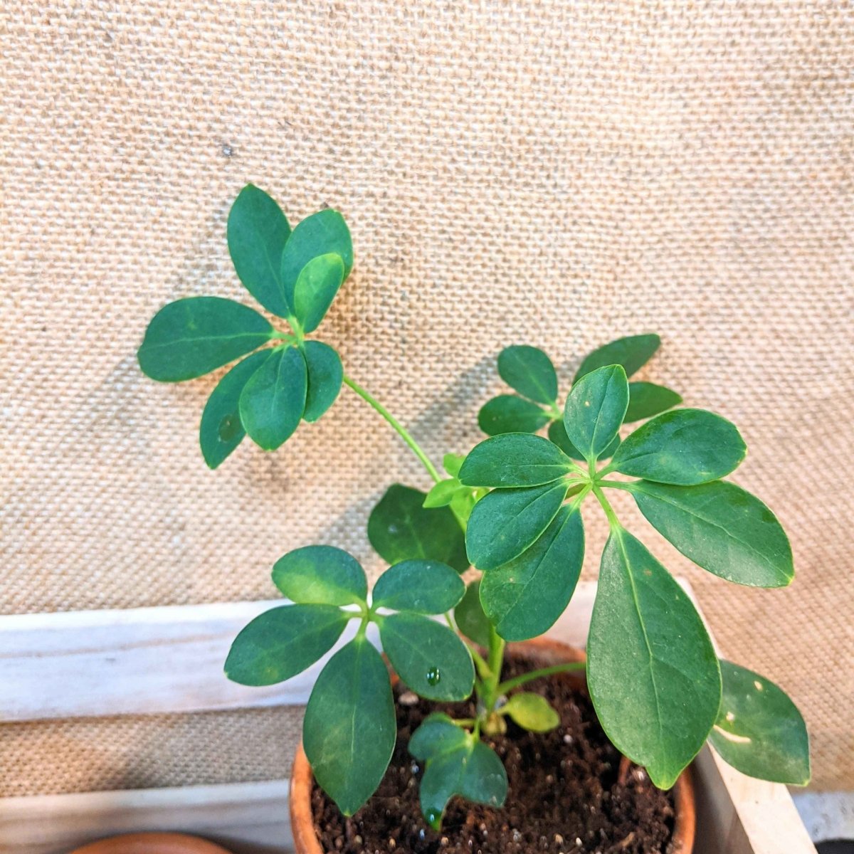 Schefflera Arboricola 'Dwarf Umbrella Plant' Seeds - Michaela's Outdoors