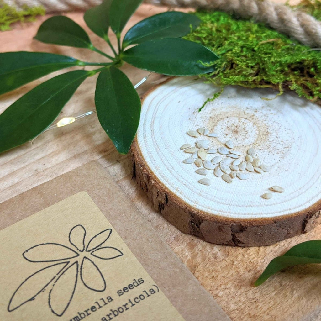Schefflera Arboricola 'Dwarf Umbrella Plant' Seeds - Michaela's Outdoors